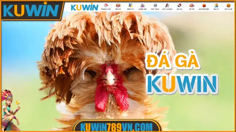 Đá gà KUWIN